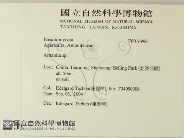 鵝膏屬藏品圖，第2張