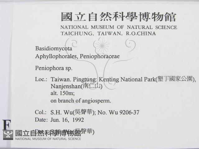 筍殼菌屬藏品圖，第2張