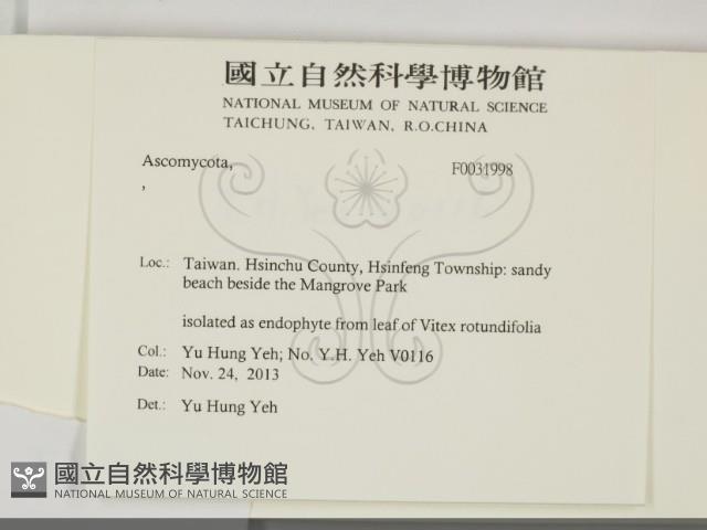 登錄號:F0031998藏品圖，第2張