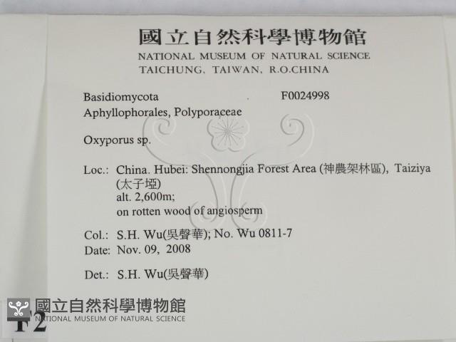 銳孔菌屬藏品圖，第2張