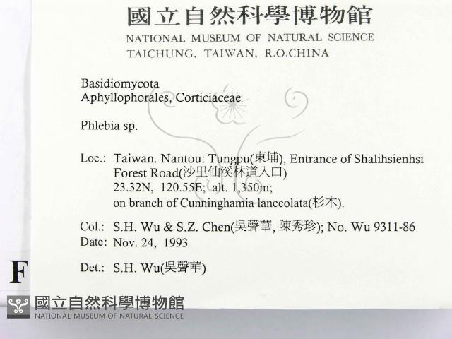射脈菌屬藏品圖，第2張