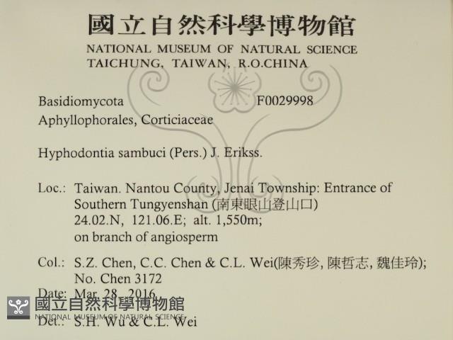 冇骨消絲齒菌藏品圖，第2張
