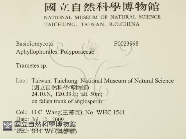 栓菌屬藏品圖，第2張