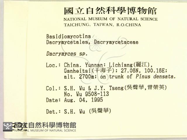 花耳屬藏品圖，第2張