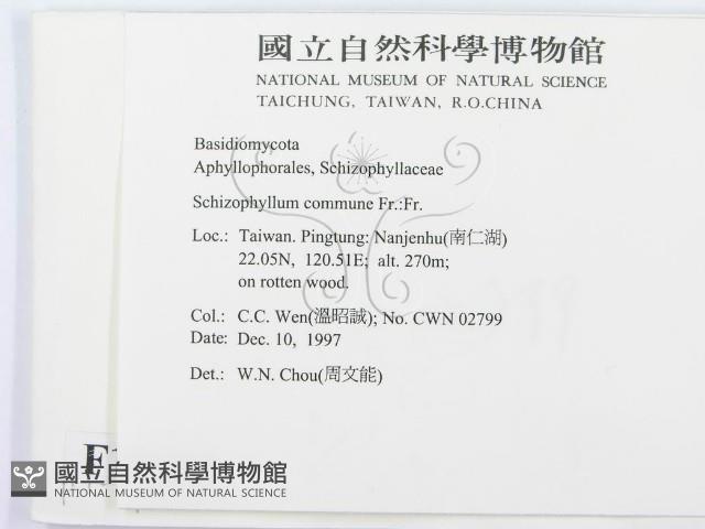 裂褶菌藏品圖，第2張