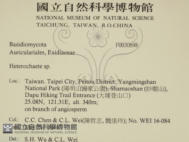 刺皮菌屬藏品圖，第2張