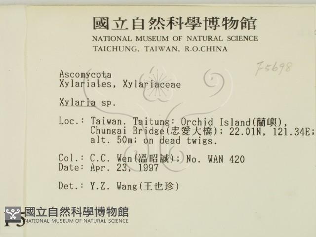 炭角菌屬藏品圖，第2張
