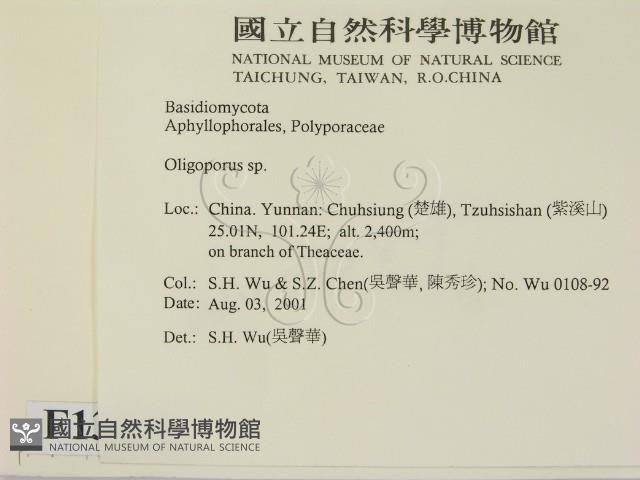 寡孔菌屬藏品圖，第2張