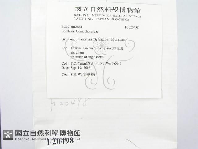 糖圓齒菌藏品圖，第2張