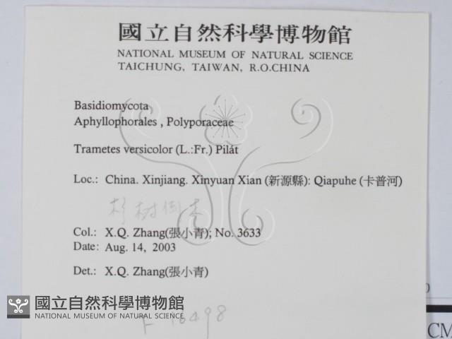 雲芝藏品圖，第2張