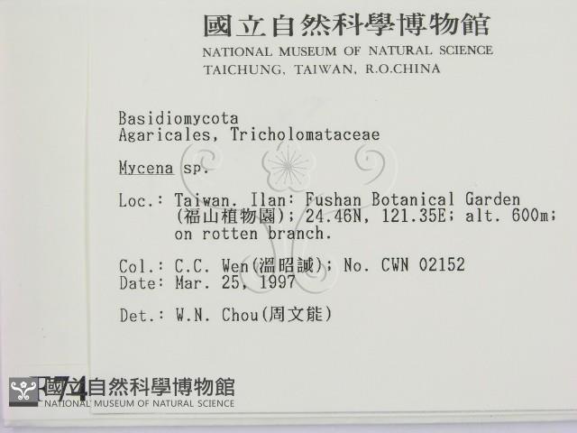 小菇屬藏品圖，第2張