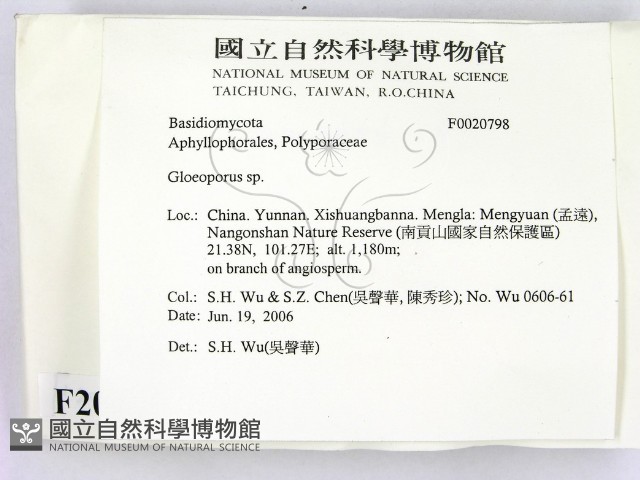 膠孔菌屬藏品圖，第2張