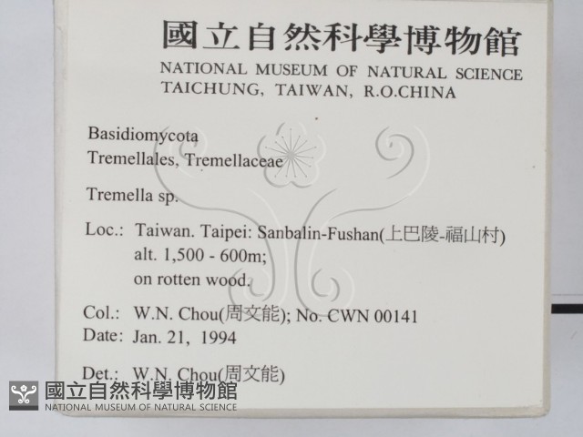 銀耳屬藏品圖，第2張