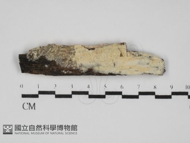 登錄號:F0031798藏品圖，第1張