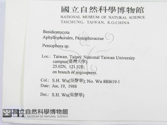 筍殼菌屬藏品圖，第2張