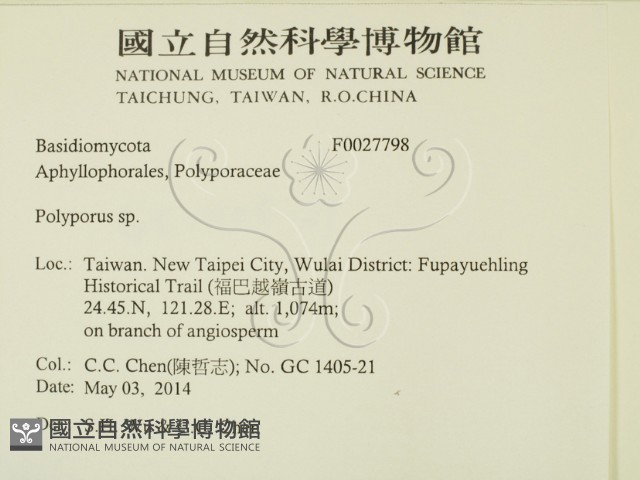 多孔菌屬藏品圖，第2張