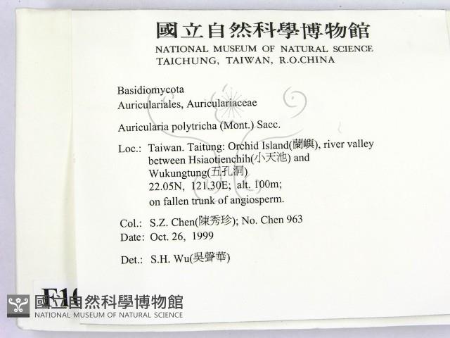 毛木耳藏品圖，第2張