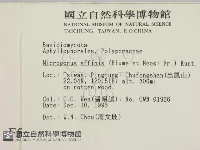 相鄰小孔菌藏品圖，第2張