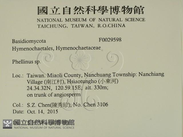 木層孔菌屬藏品圖，第2張