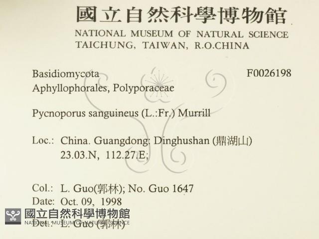 血紅密孔菌藏品圖，第2張