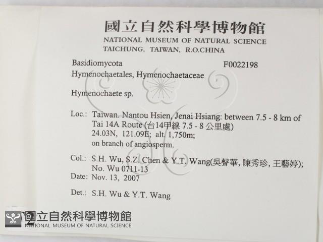 刺革菌屬藏品圖，第2張