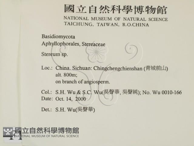 韌革菌屬藏品圖，第2張