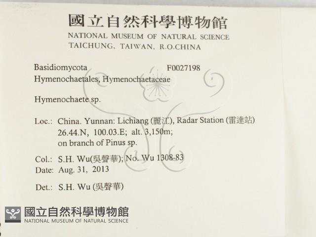 刺革菌屬藏品圖，第2張