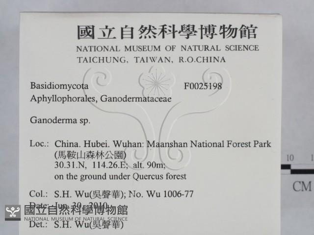 靈芝屬藏品圖，第2張