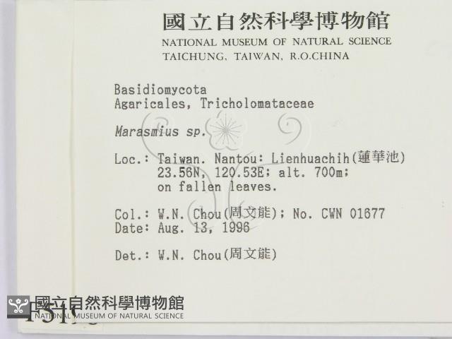 小皮傘屬藏品圖，第2張