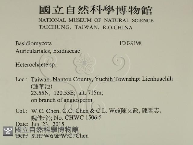 刺皮菌屬藏品圖，第2張