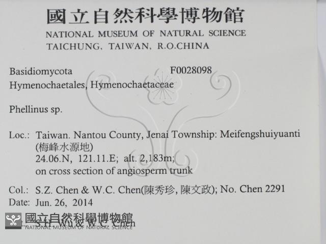 木層孔菌屬藏品圖，第2張