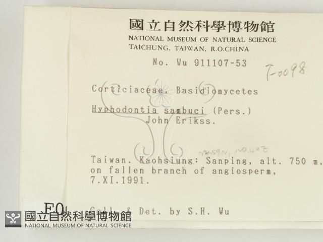 冇骨消絲齒菌藏品圖，第2張