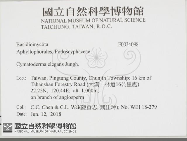 優雅波邊革菌藏品圖，第2張