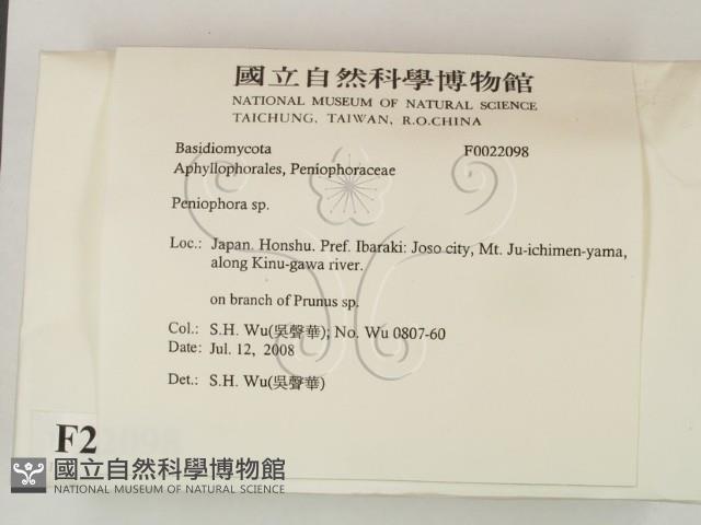 筍殼菌屬藏品圖，第2張