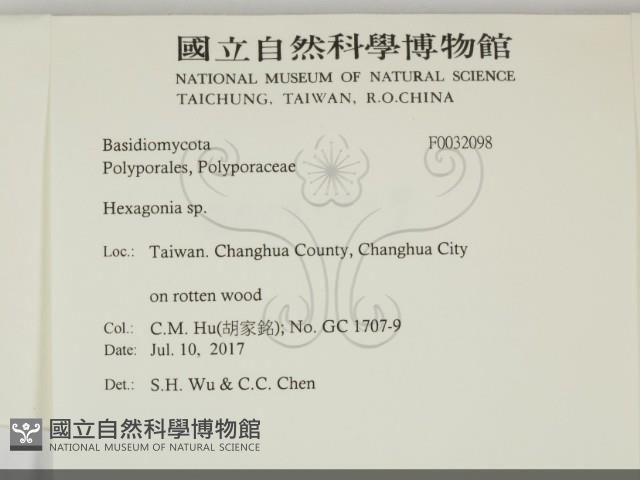 蜂窩菌屬藏品圖，第2張