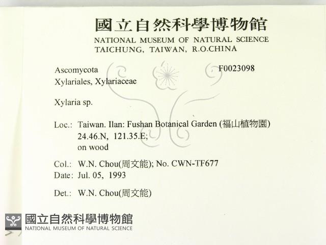 炭角菌屬藏品圖，第2張