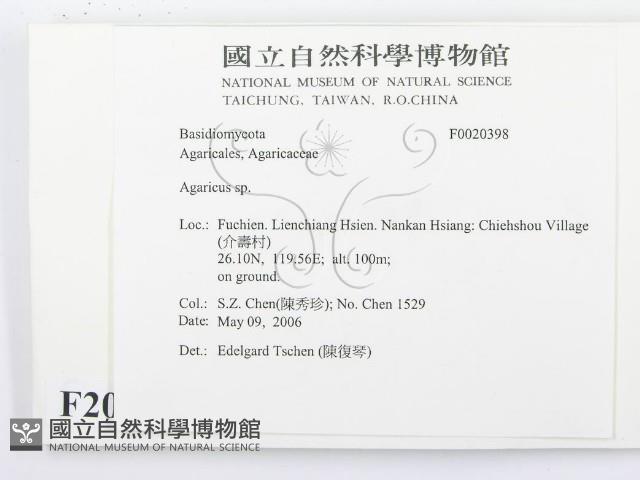 傘菌屬藏品圖，第2張
