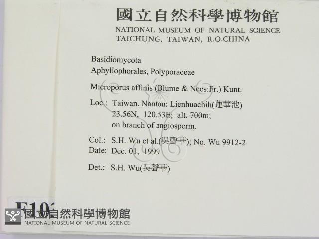 相鄰小孔菌藏品圖，第2張