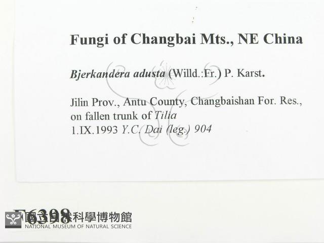 煙管菌藏品圖，第2張