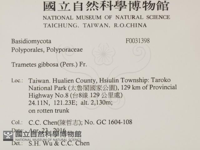 偏腫栓菌藏品圖，第2張