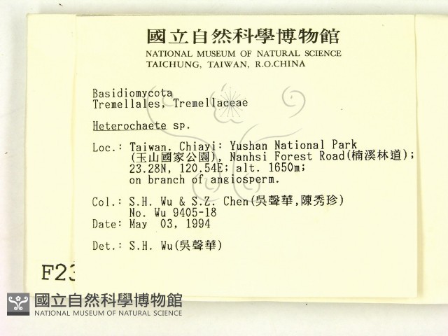 刺皮菌屬藏品圖，第2張