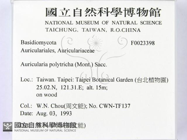 毛木耳藏品圖，第2張