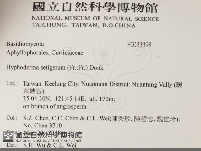 剛毛絲皮菌藏品圖，第2張