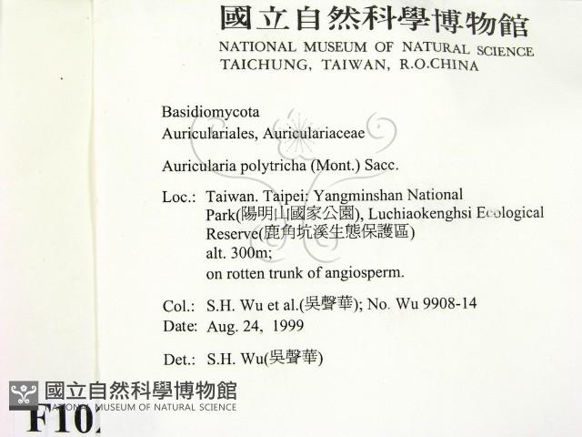 毛木耳藏品圖，第2張
