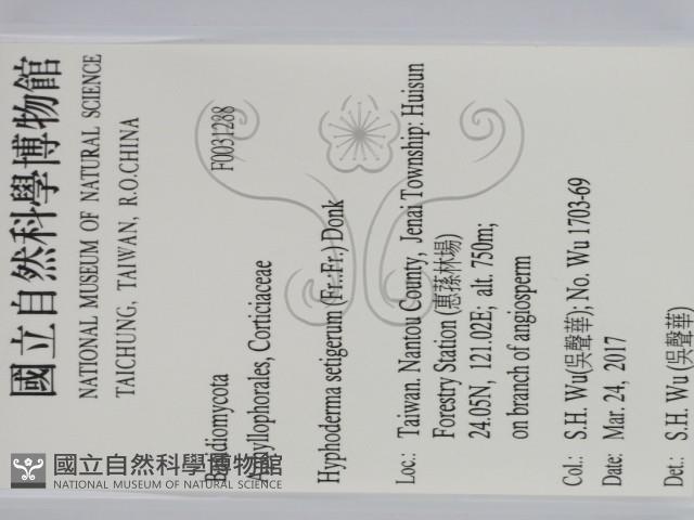 剛毛絲皮菌藏品圖，第2張