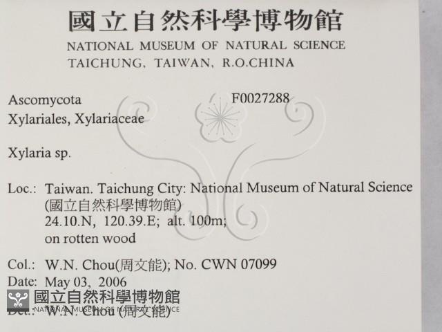 炭角菌屬藏品圖，第2張