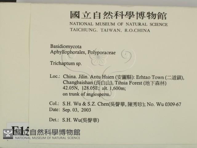 附毛菌屬藏品圖，第2張