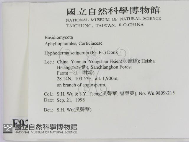 剛毛絲皮菌藏品圖，第2張