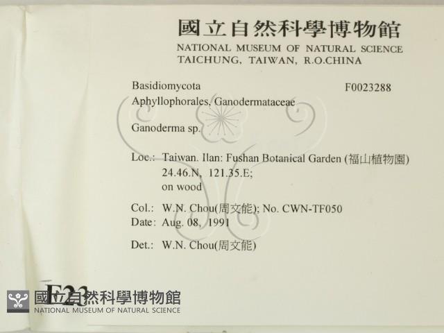 靈芝屬藏品圖，第2張