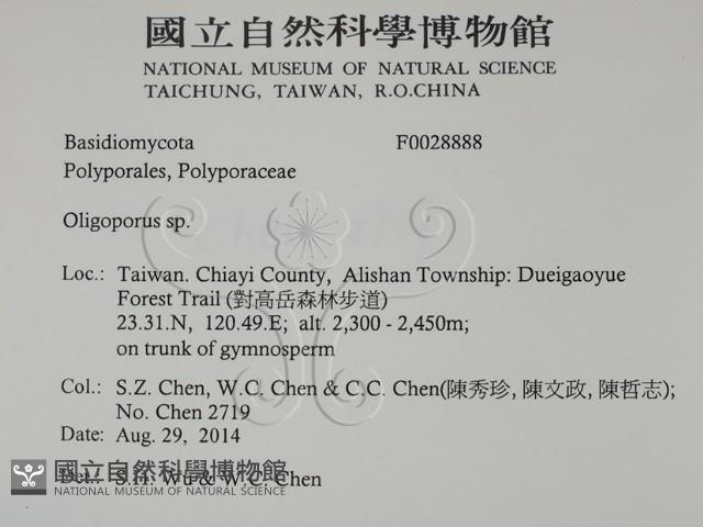 寡孔菌屬藏品圖，第2張